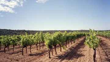 maladies de la vigne